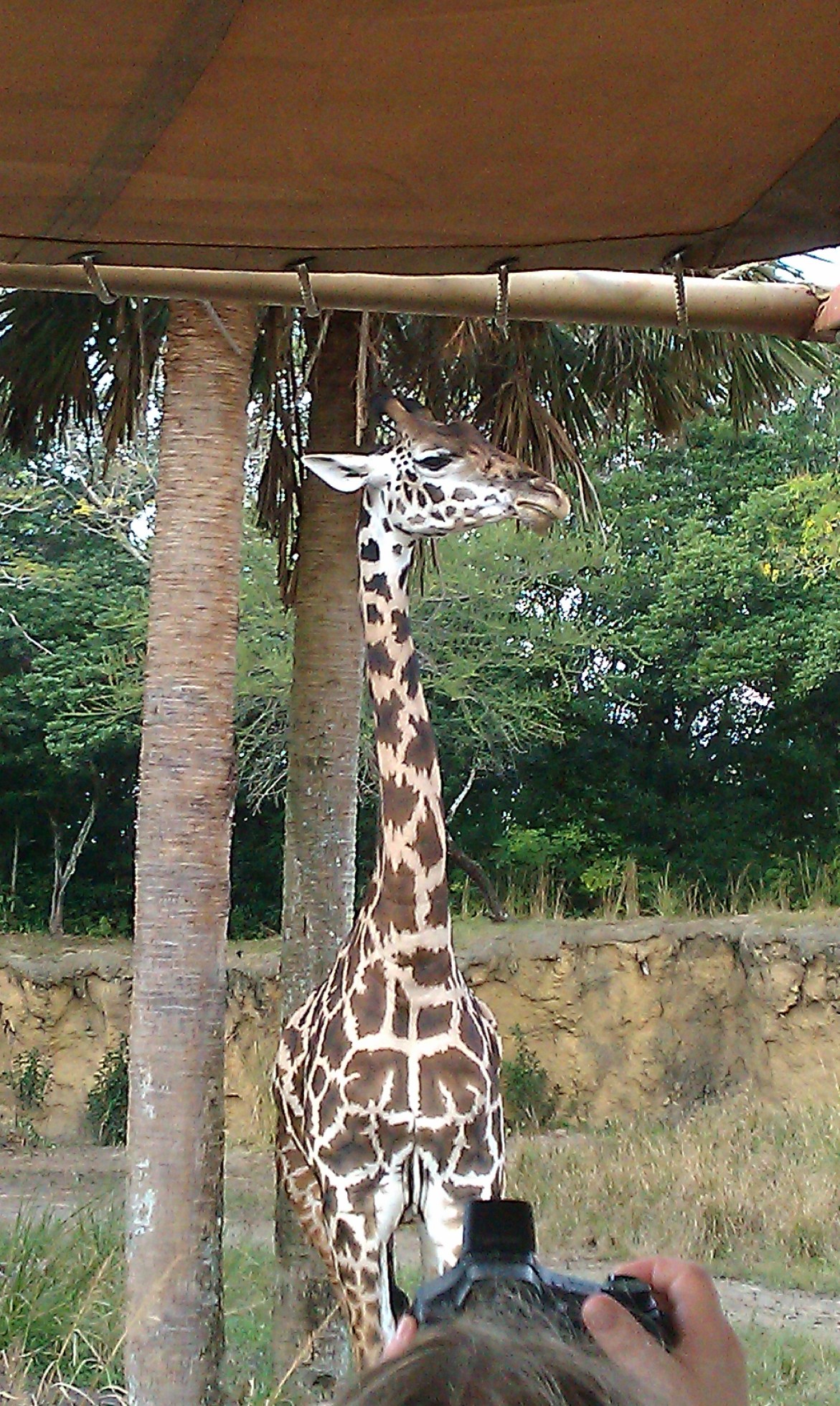 Those silly giraffes!